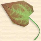 Oblong Cordate Leaf