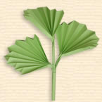 Serrated Rounded  Leaf